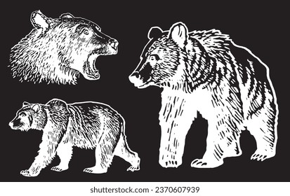 Graphical set of grizzly bears on black background ,vector illustration.	