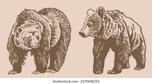 Graphical set of grizzly bears on sepia background ,vector illustration.	
