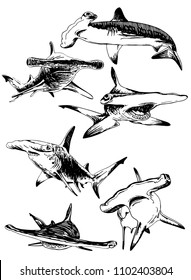 Graphical set of  hammerhead sharks isolated on white background , vector illustration