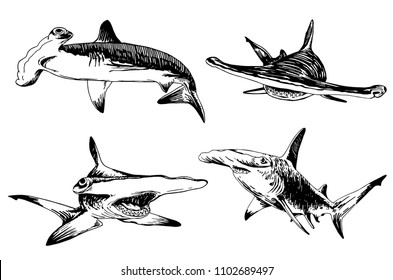 Graphical set of  hammerhead sharks isolated on white background , vector illustration