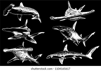 Graphical set of hammerhead sharks isolated on black background,vector engraved illustration