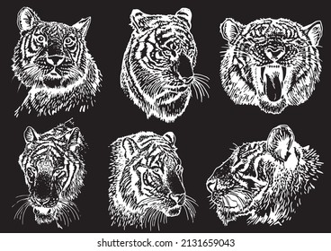 graphical set of heads of tigers isolated onblack ,vector engraved illustration,elements for tattoo ,printing ,design