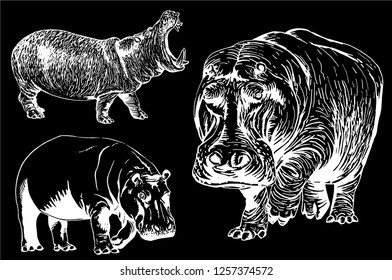 Graphical set of hippos isolated on black background,vector hand-drawn illustration for tattoo and printing