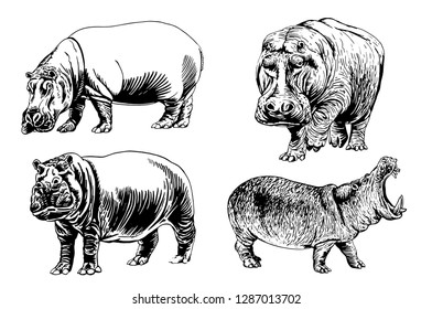 Graphical set of hippos isolated on white background,vector sketch ,tattoo and printing illustration