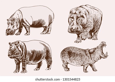 Graphical set of hippos ,retro illustration