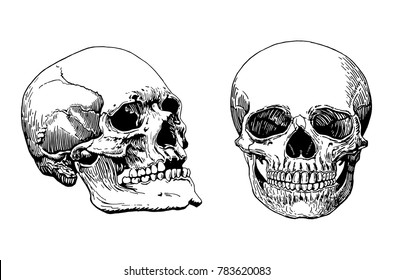 Graphical set of human skulls isolated on white background, vector sketch