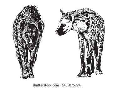 Graphical set of hyenas isolated on white background, vector illustration