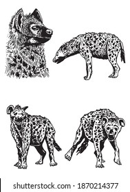 Graphical set of hyenas isolated on white background, vector illustration