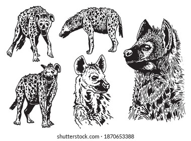 Graphical set of hyenas isolated on white background, vector elements