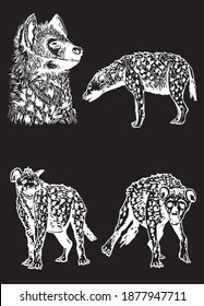 Graphical set of hyenas isolated on black background, vector engraved illustration