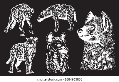 Graphical set of hyenas isolated on black background, vector illustration