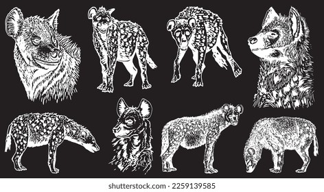 Graphical set of hyenas isolated on black background, vector engraved elements