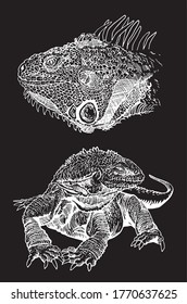 Graphical set of iguanas isolated on black background ,vector engraved  illustration