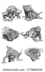 Graphical set of iguanas isolated on white, vector elements 