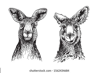 Graphical set of kangaroo isolated on white background,vector sketchy illustration for art and design