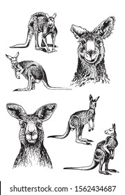 Graphical set of kangaroo isolated on white background,vector sketchy illustration for art and design