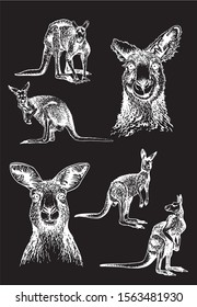 Graphical set of kangaroo isolated on black background,vector engraved illustration for art and design