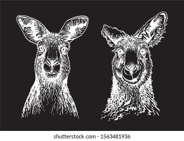 Graphical set of kangaroo isolated on black background,vector engraved illustration for art and design