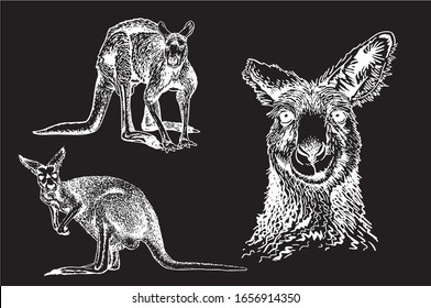 Graphical  set of kangaroos isolated on black background , vector engraved  illustration