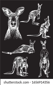 Graphical  set of kangaroos isolated on black background , vector engraved  illustration