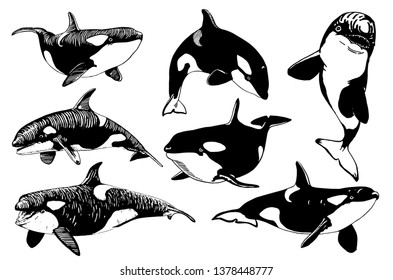 Graphical set of killer whales isolated on white,vector illustration, sea-food