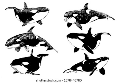 Graphical set of killer whales isolated on white,vector illustration, sea-food