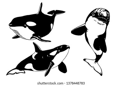 Graphical set of killer whales isolated on white,vector illustration, sea-food