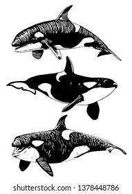 Graphical set of killer whales isolated on white,vector illustration, sea-food