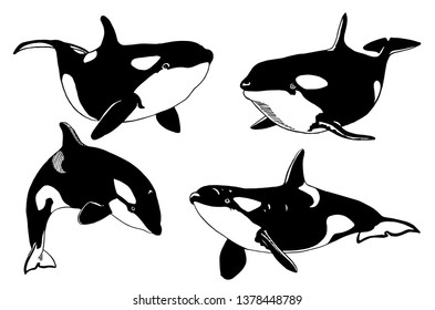 Graphical set of killer whales isolated on white,vector illustration, sea-food