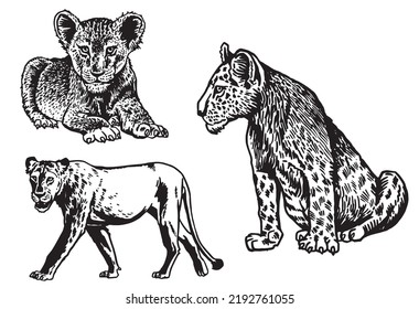 Graphical  set of lions isolated on white background,vector illustration.African animals