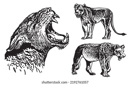 Graphical  set of lions isolated on white background,vector illustration.African animals