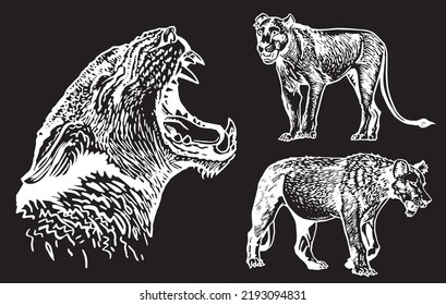 Graphical  set of lions isolated on black background,vector illustration.African animals