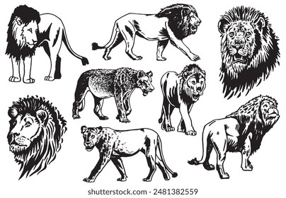 Graphical set of lions isolated on white background, vector illustration. African animal