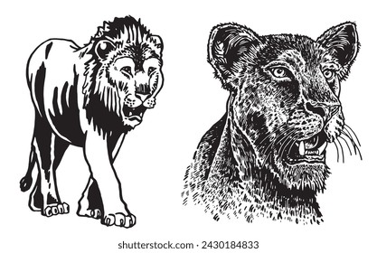Graphical set of lions on white background, ink pen illustration. Typography design , animals