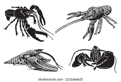 Graphical set of  lobsters, sea-food elements,vector illustration on white background