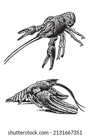 Graphical set of  lobsters, sea-food elements,vector illustration on white background