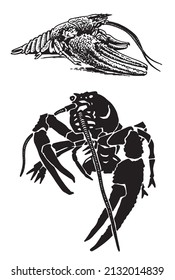 Graphical set of  lobsters, sea-food elements,vector illustration on white background