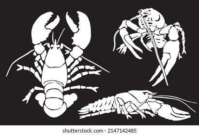 Graphical set of  lobsters, sea-food elements,vector illustration on black background