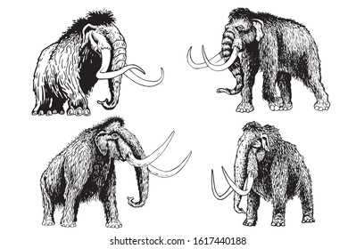 Graphical set of mammoth isolated on white background,vector illustration