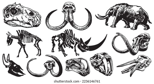 Conjunto gráfico de esqueletos de mamut y cráneos aislados en fondo blanco, ilustración vectorial, paleontología