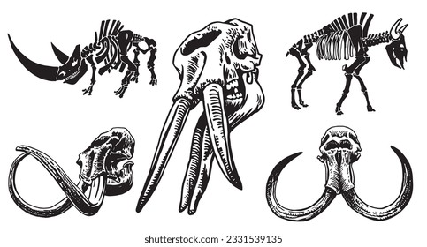 Graphical set of mammoth and smilodon skulls and skeleton of triceratops and sable-tooth tiger isolated on white background,vector illustration,paleontology