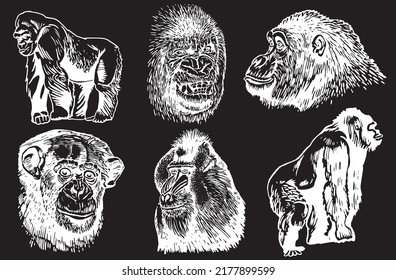 Graphical set monkeys ,gorillas and baboons isolated on black,vector engraved illustration.Tattoo design , graphical elements