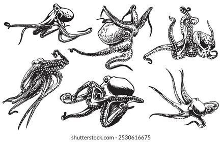 Graphical set of octopuses isolated on white background,vector illustration. Sea-food	