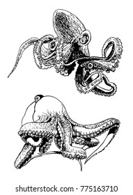 Graphical set of octopuses isolated on white, vector seafood illustration