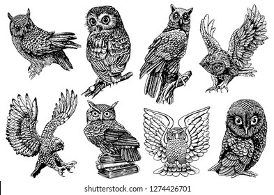 Graphical set of owls isolated on white, vector night bird,sketch