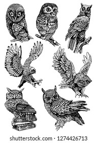 Graphical set of owls isolated on white, vector night bird,sketch