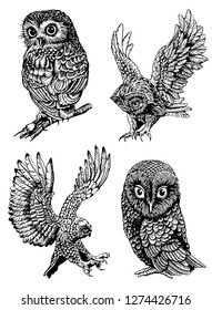 Graphical set of owls isolated on white, vector night bird,sketch
