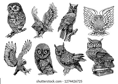 Graphical set of owls isolated on white, vector night bird,sketch