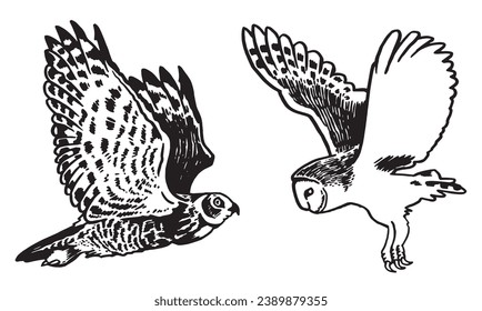 Graphical set of owls isolated on white, vector night bird,sketch	