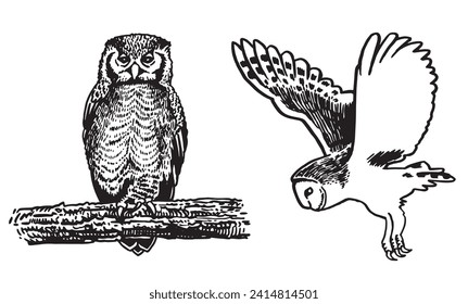 Graphical set of owls isolated on white, vector night birds	
